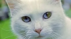 Kočky s různými očima: anomálie nebo rys plemene